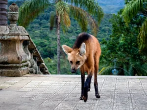 o que fazer no Santuário do Caraça